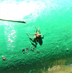 Pycnaxis