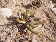 Glottiphyllum