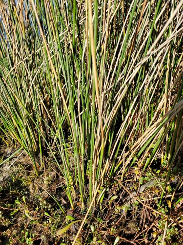 Juncus kraussii (Juncus kraussii)