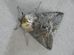 Abrostola asclepiadis