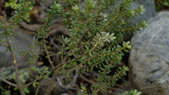 Olearia cymbifolia