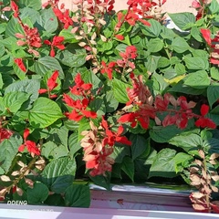 Salvia splendens