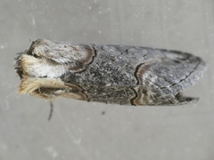 Abrostola asclepiadis
