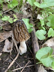 Morchella semilibera