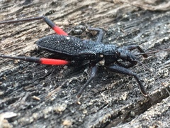 Microtomus purcis
