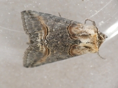 Abrostola asclepiadis