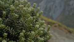 Olearia cymbifolia