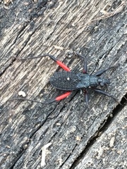 Microtomus purcis