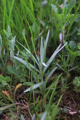 Ranunculus illyricus