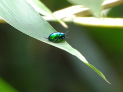 Platycorynus chalybaeus