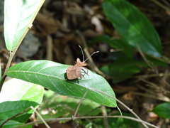 Dalader planiventris