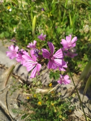 Malva sylvestris