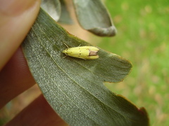 Gymnobathra flavidella