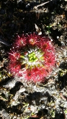 Drosera micrantha