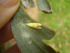 Gymnobathra flavidella
