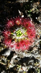 Drosera micrantha