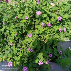 Lantana montevidensis