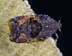 Dipsiathus obscurifrons