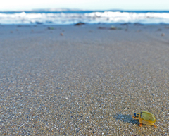 Paropsisterna bimaculata