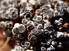 Acarospora nodulosa