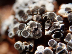 Acarospora nodulosa