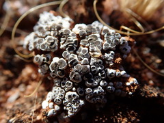 Acarospora nodulosa