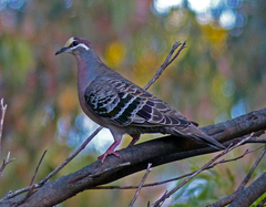 Common Bronzewing photo 3