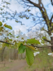 Prunus