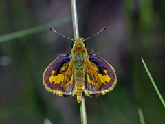 Ocybadistes walkeri sothis