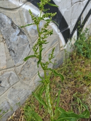 Rumex stenophyllus