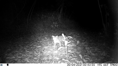 Prionailurus bengalensis