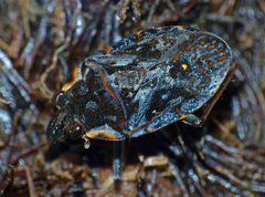 Megochterus nasutus