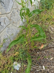 Rumex stenophyllus