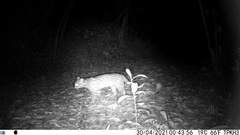 Prionailurus bengalensis