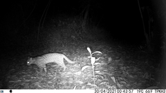 Prionailurus bengalensis