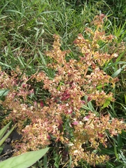 Rumex sagittatus