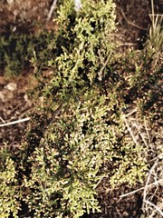 Juniperus coahuilensis
