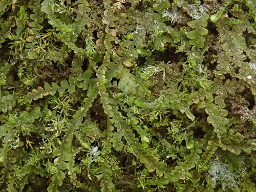 Image of Pedinophyllum interruptum by (c) Christian Berg, some rights reserved (CC BY)