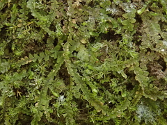 Pedinophyllum interruptum