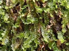 Jungermannia atrovirens