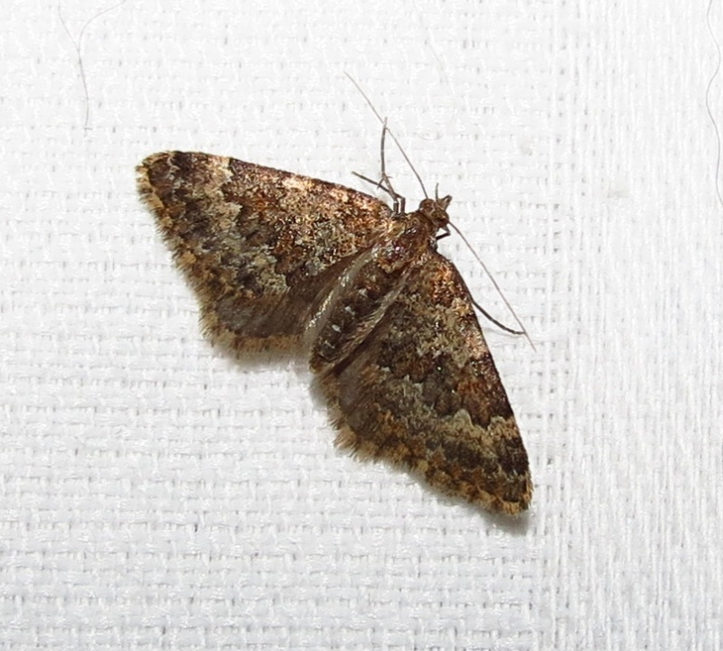 Larentia attenuata