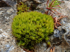 Tortella inclinata