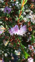 Hypocalymma strictum