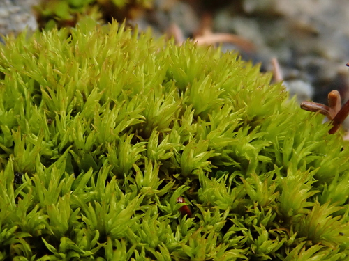 Image of Tortella inclinata by (c) Christian Berg, some rights reserved (CC BY)