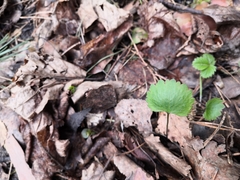 Ranunculus cassubicus