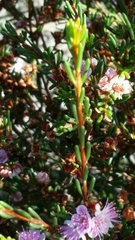Hypocalymma strictum