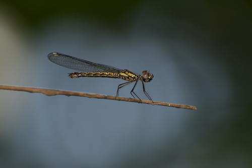 Photo of Southern heliodor (Libellago indica)