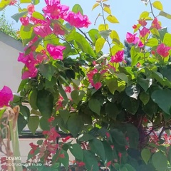 Bougainvillea spectabilis