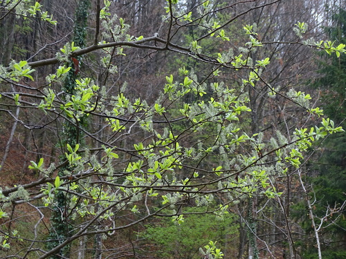 Image of Salix appendiculata by (c) Christian Berg, some rights reserved (CC BY)