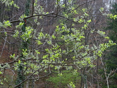 Salix appendiculata